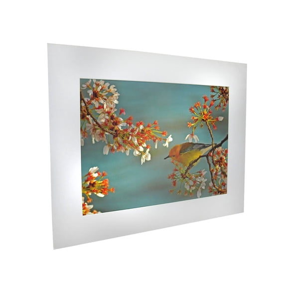 National Geographic 16 X 20 Matted Print Warbler Bird On Cherry Tree