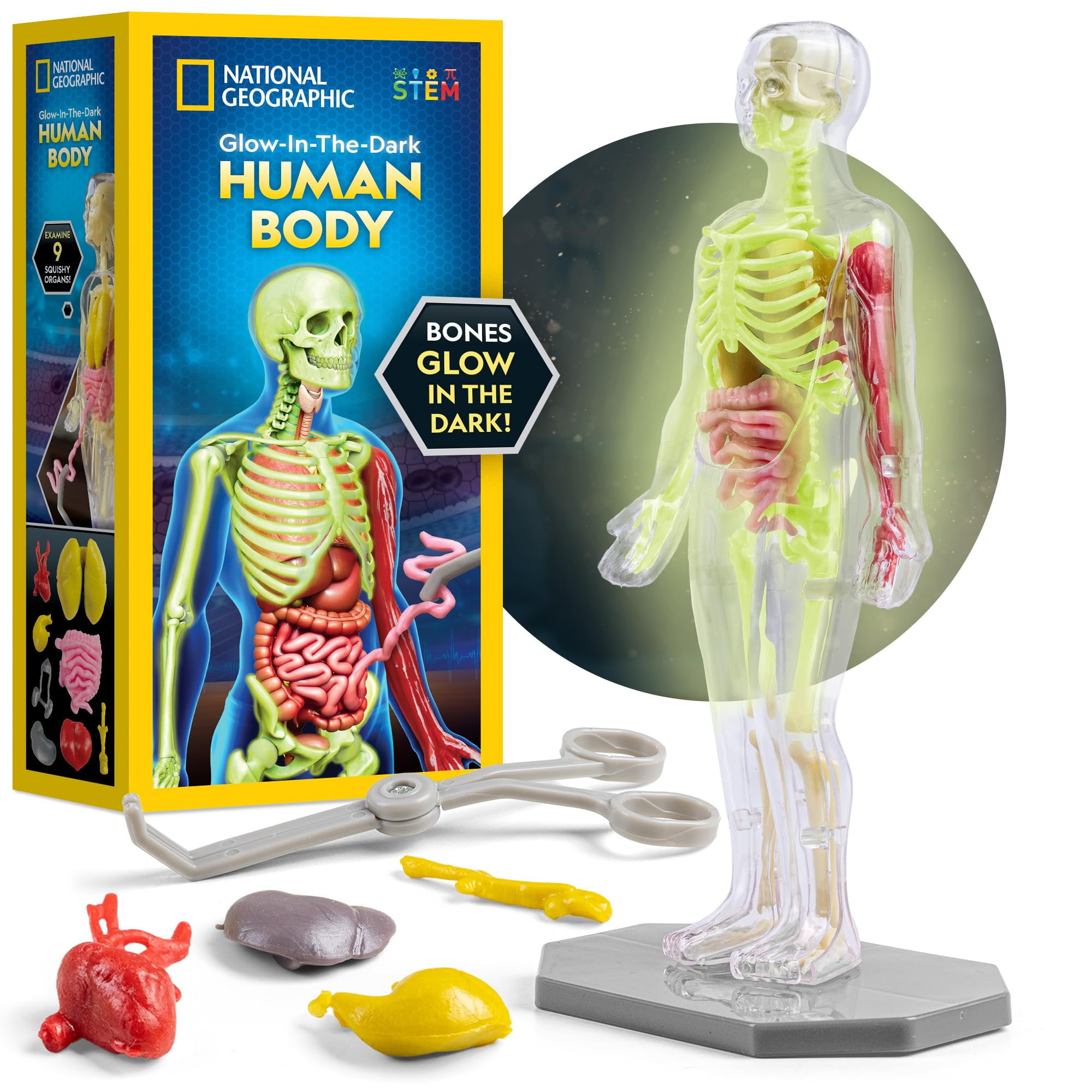 National Geographic Human Body MMF7Model for Kids That The Dark - 32-Piece Interactive Anatomy Model with Bones, Organs, Muscles, Science Kit Stocking Stuffer, Anatomy & Physiology Study Tools