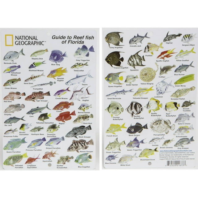 National Geographic Snorkeler Fish ID Card, Florida Reef Fish - Walmart.com