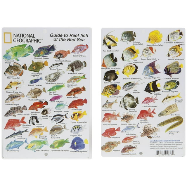 National Geographic Snorkeler Fish ID Card, Red Sea Reef Fish - Walmart.com