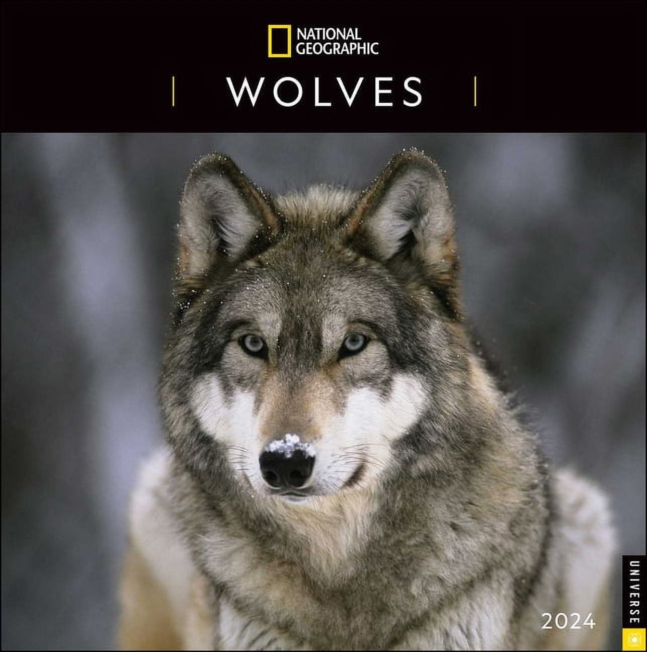 National Geographic Wolves 2024 Wall Calendar (Calendar)