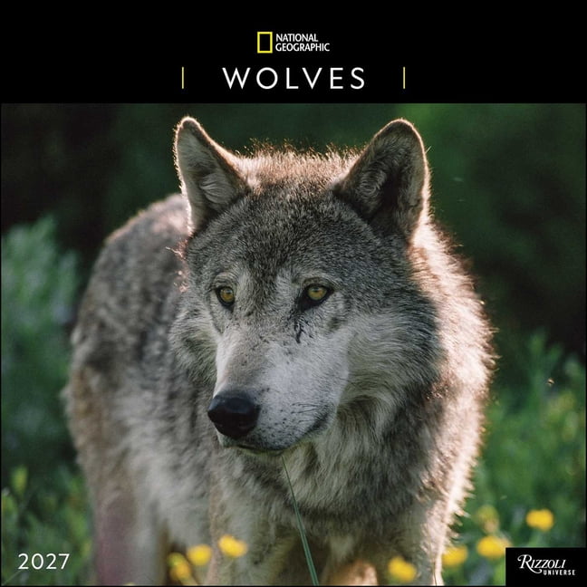 National Geographic: Wolves 2027 Wall Calendar, (Paperback)