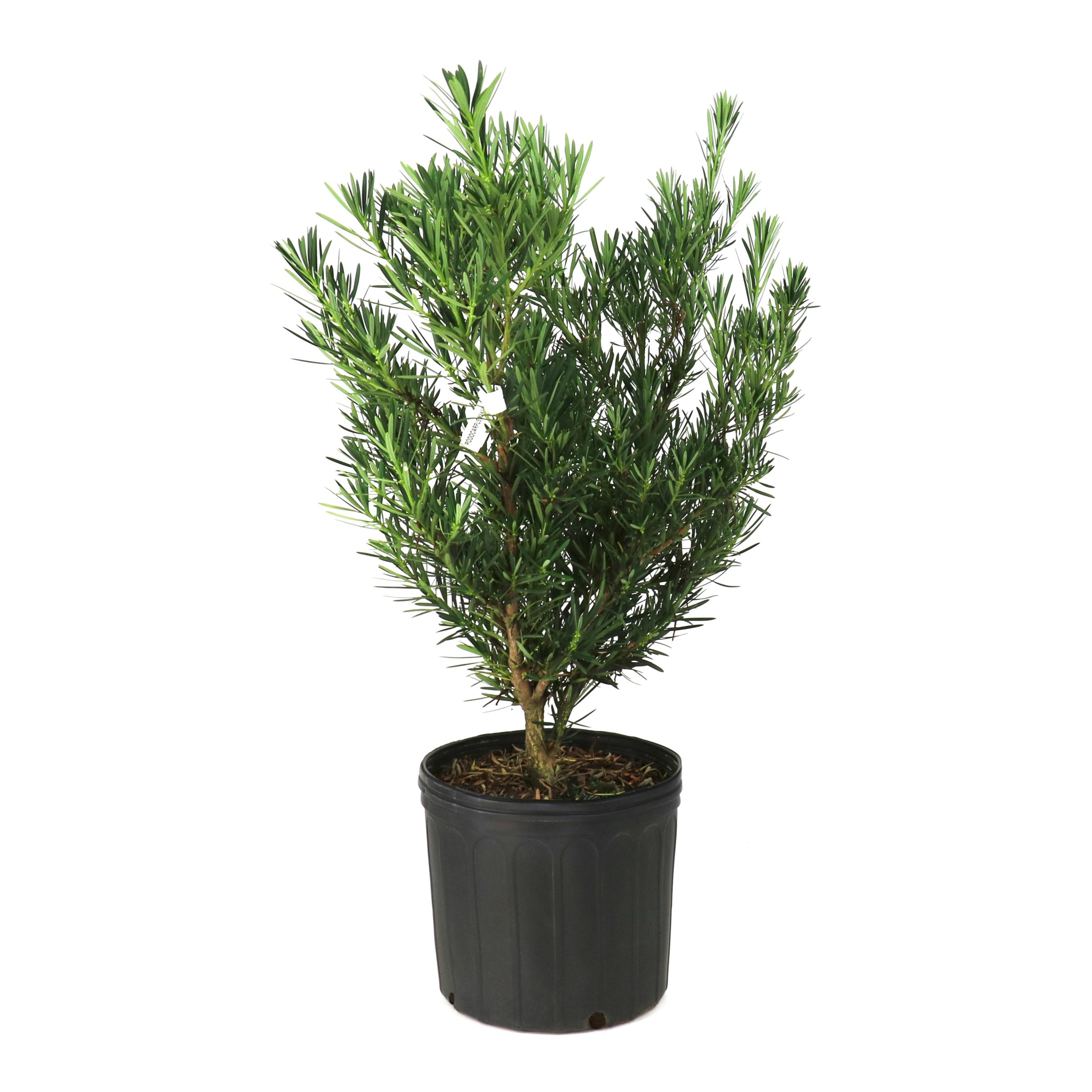 National Plant Network 3 gal. Podocarpus Maki Shrub