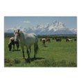 thumbnail image 1 of National Parks Cutting Board, Design Snowy Idyllic Mountain Peaks Horse Art Prints, Decorative Tempered Glass Cutting and Serving Board, Small Size, Multicolor, by Ambesonne, 1 of 1