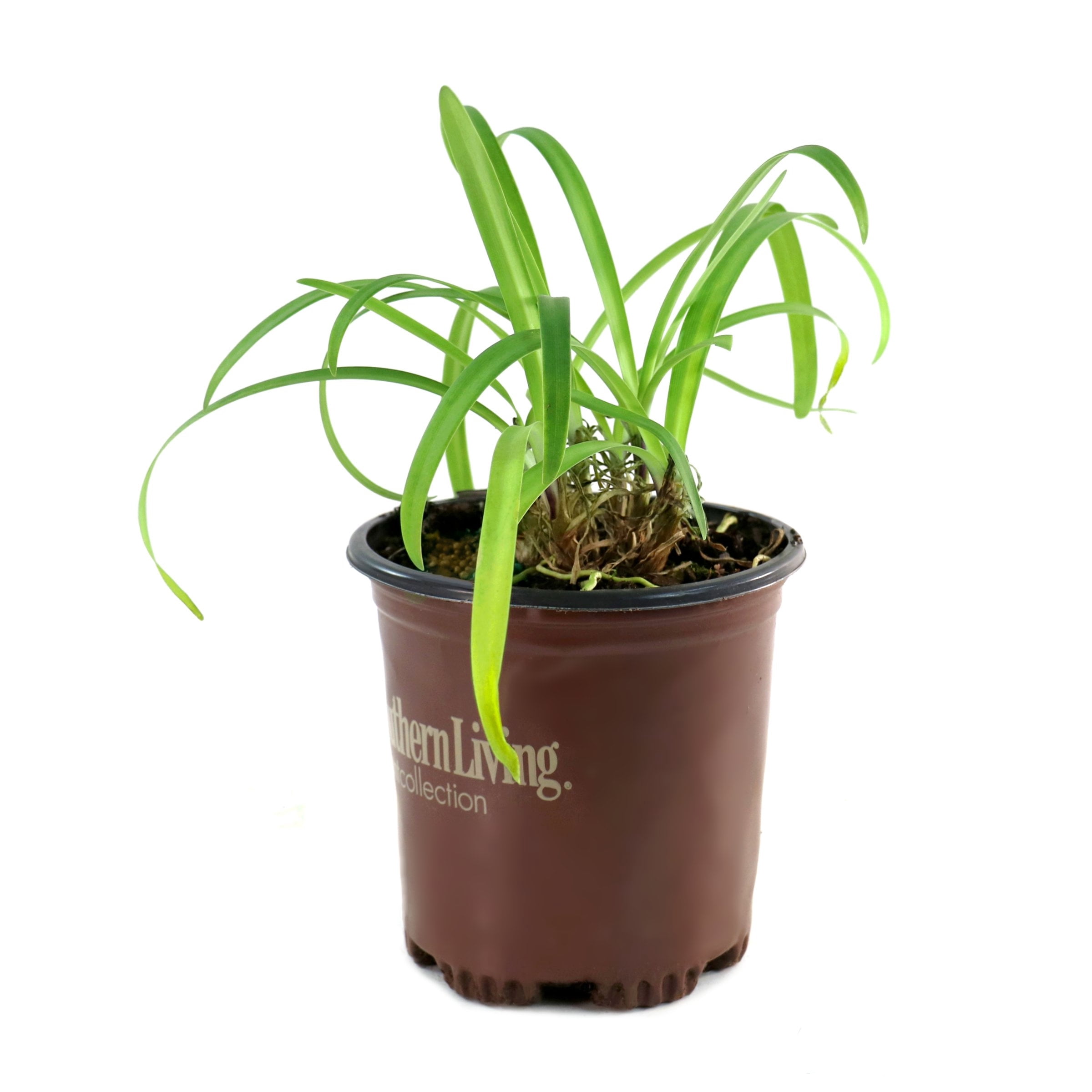 National Plant Network 1 gal. Agapanthus Ever Amethyst Live Perennial Plant