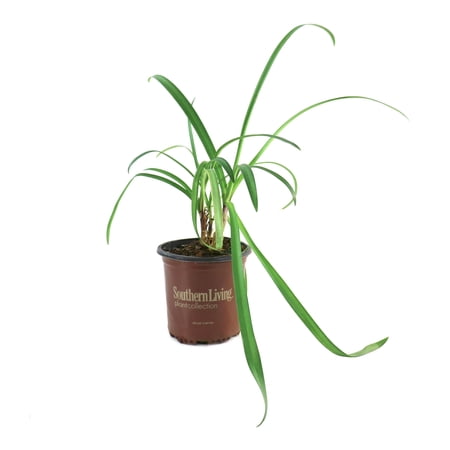 National Plant Network 1 gal. Agapanthus Ever Star Live Perennial Plant