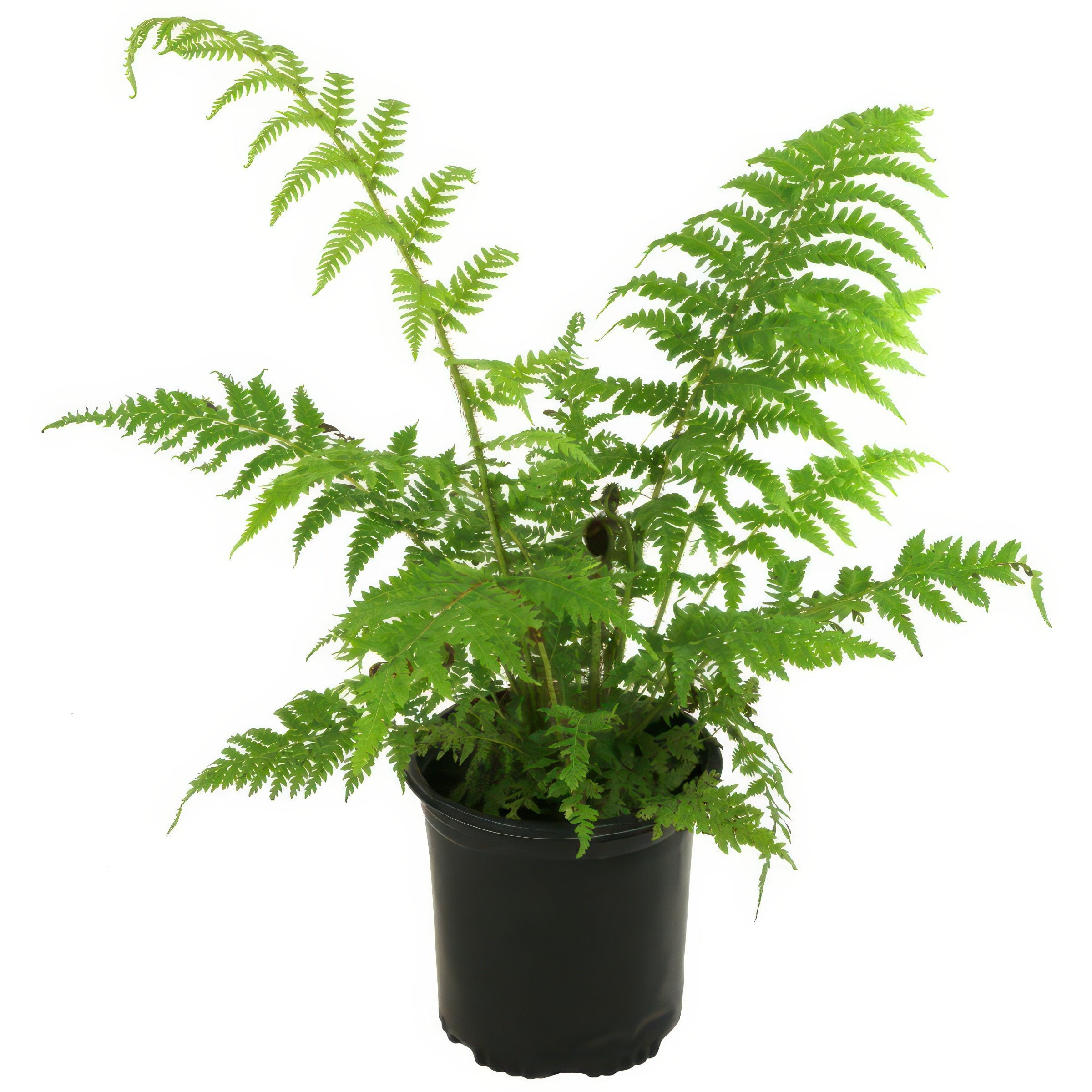 National Plant Network 1 gal. Australian Tree Fern