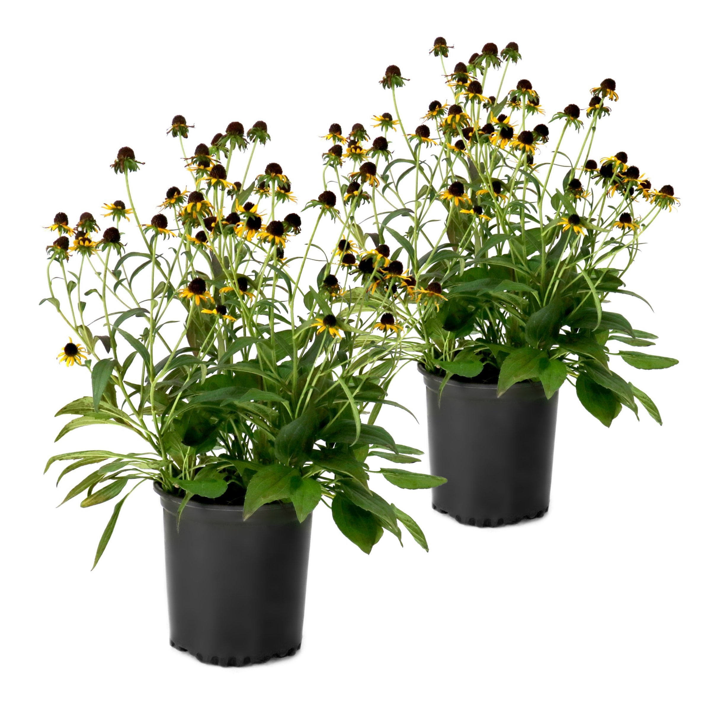 National Plant Network 1 gal. Black Eyed Susan Goldsturm Perennial Plant (2-Pack)