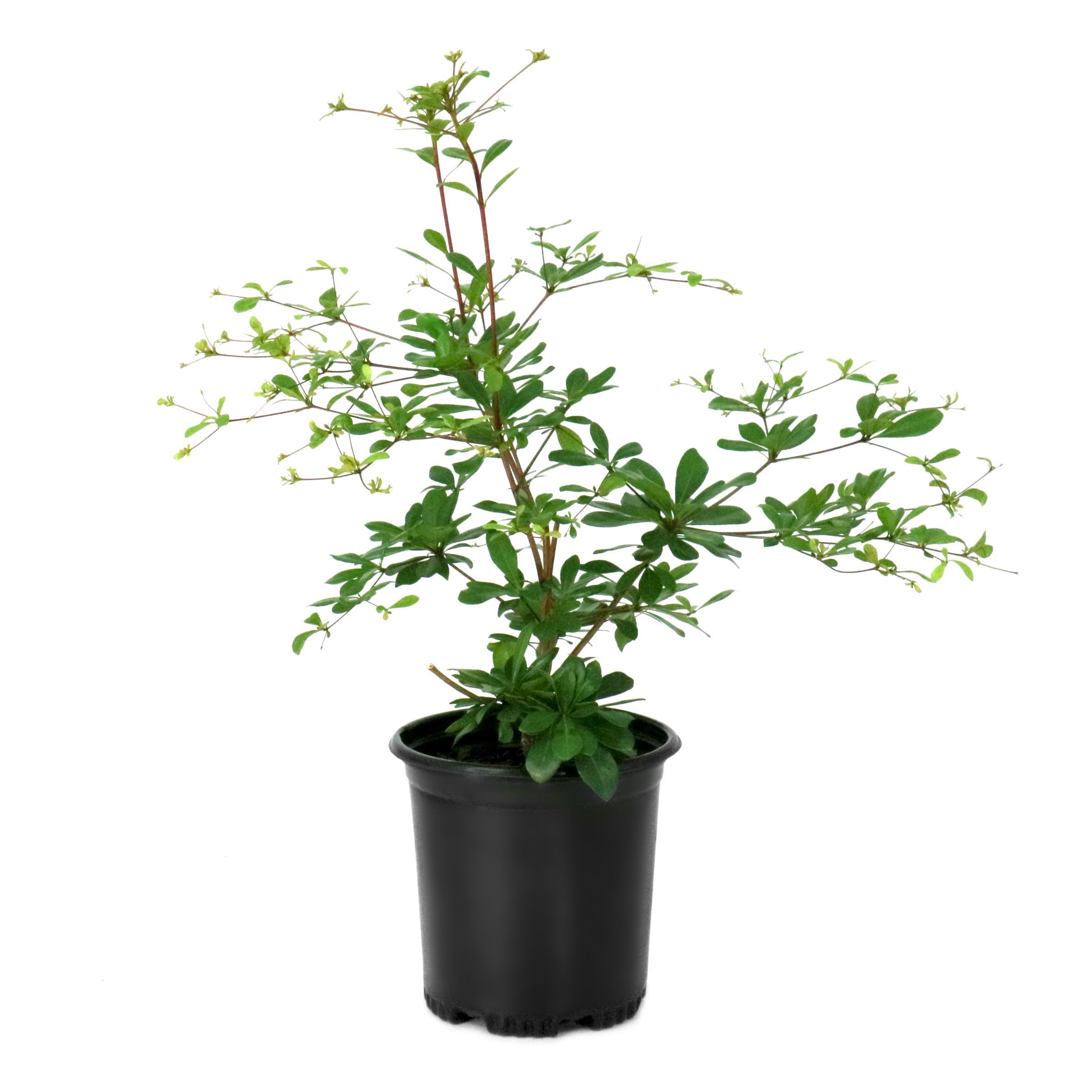 National Plant Network 1 gal. Bucida Buceras Black Olive Tree