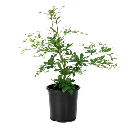 National Plant Network 1 gal. Bucida Buceras Black Olive Tree