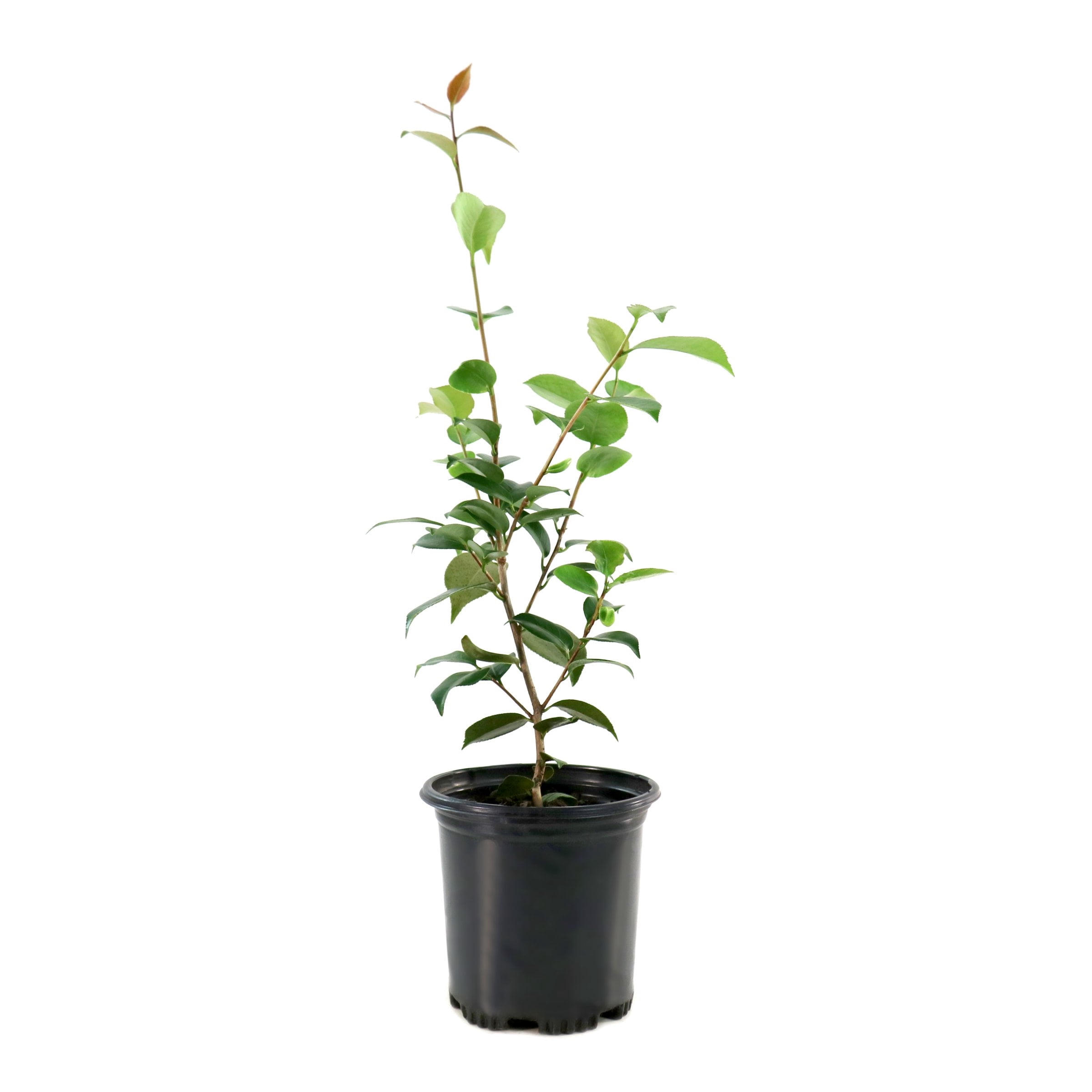 National Plant Network 1 gal. Camellia Debutante Live Shrub