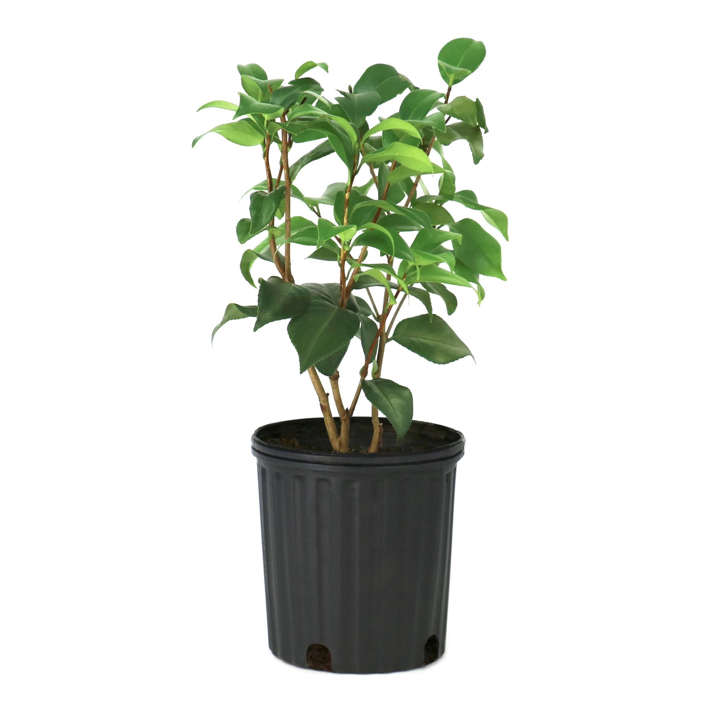 National Plant Network 1 gal. Camellia Japonica Sadaharu Oh Shrub