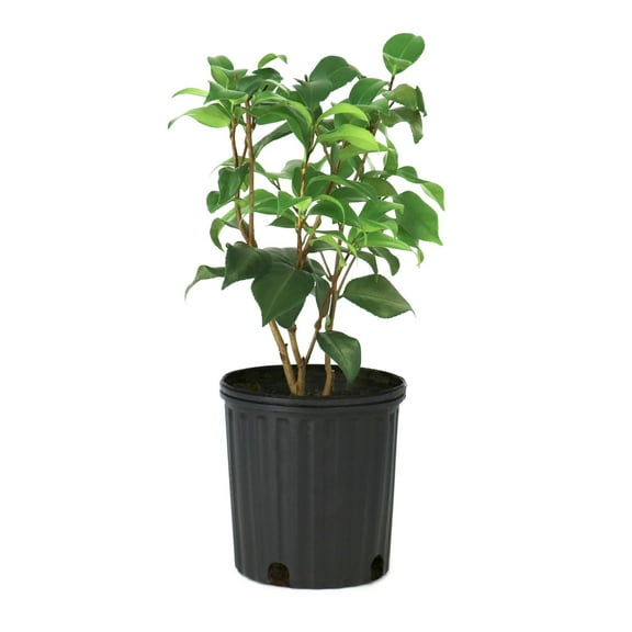National Plant Network 1 gal. Camellia Sasanqua October Magic Orchid Shrub
