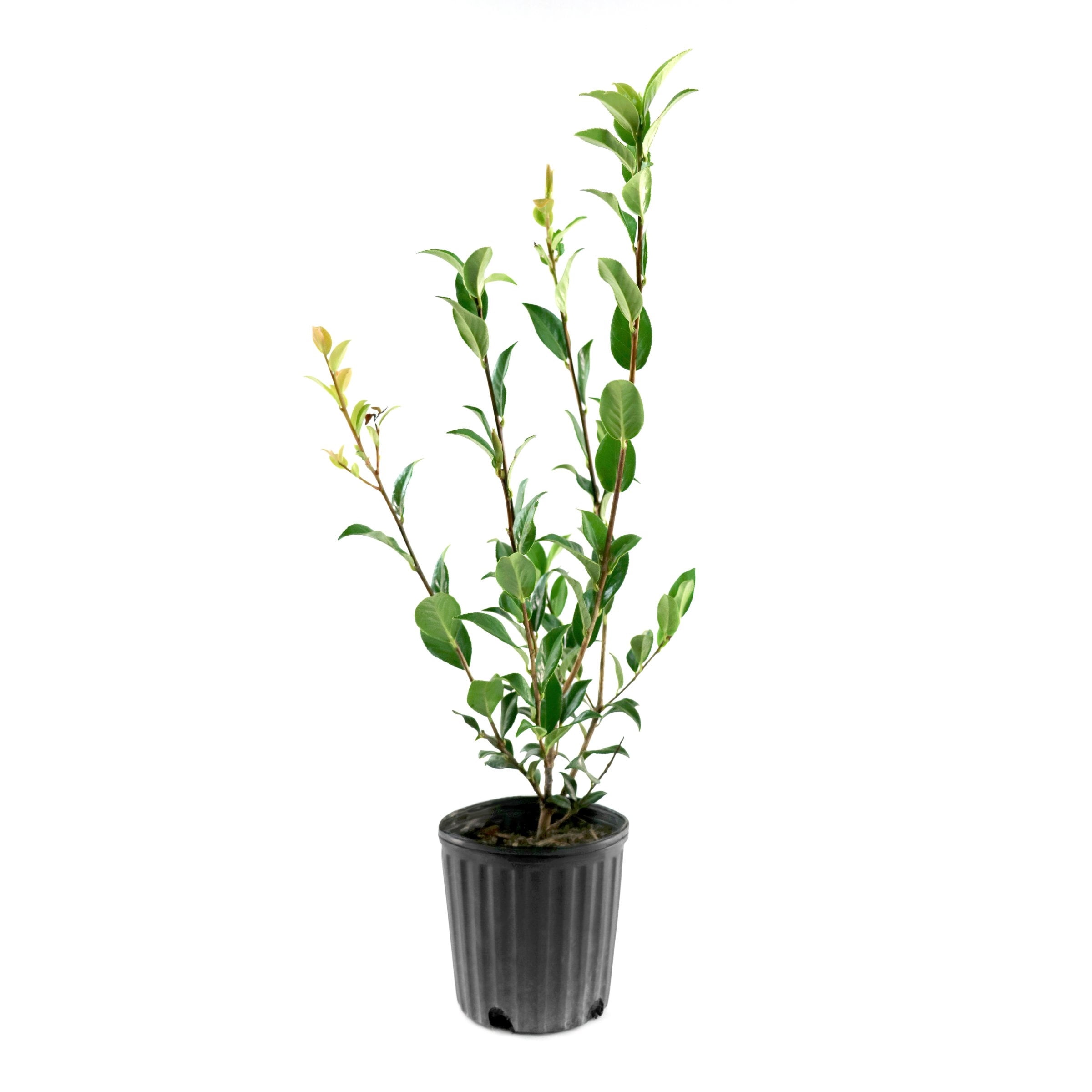National Plant Network 1 gal. Camellia Taylors Perfection Live Shrub