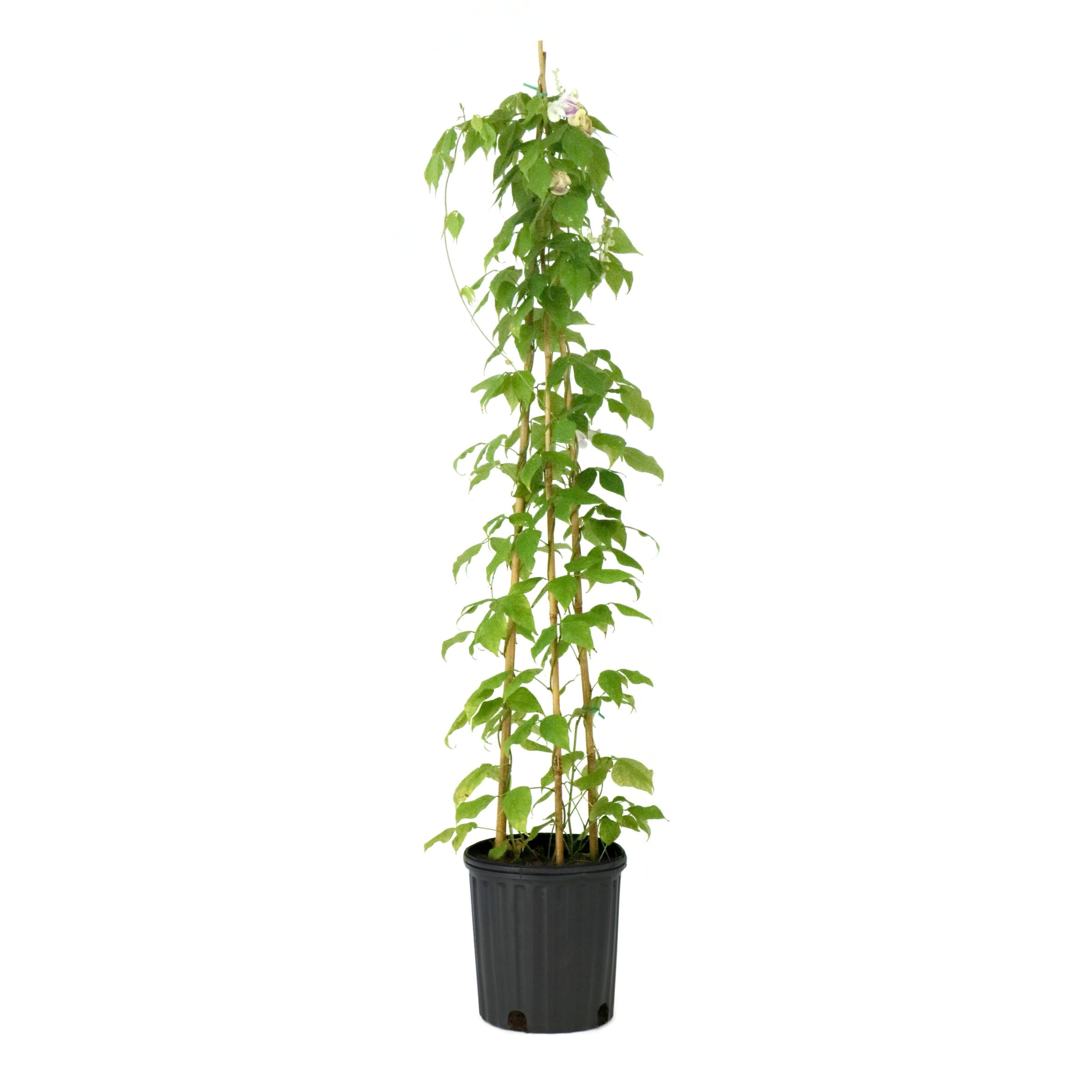 National Plant Network 1 gal. Corkscrew Vine
