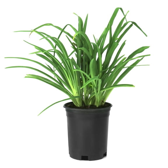 National Plant Network 1 gal. Daylily Frans Hals Perennial Plant
