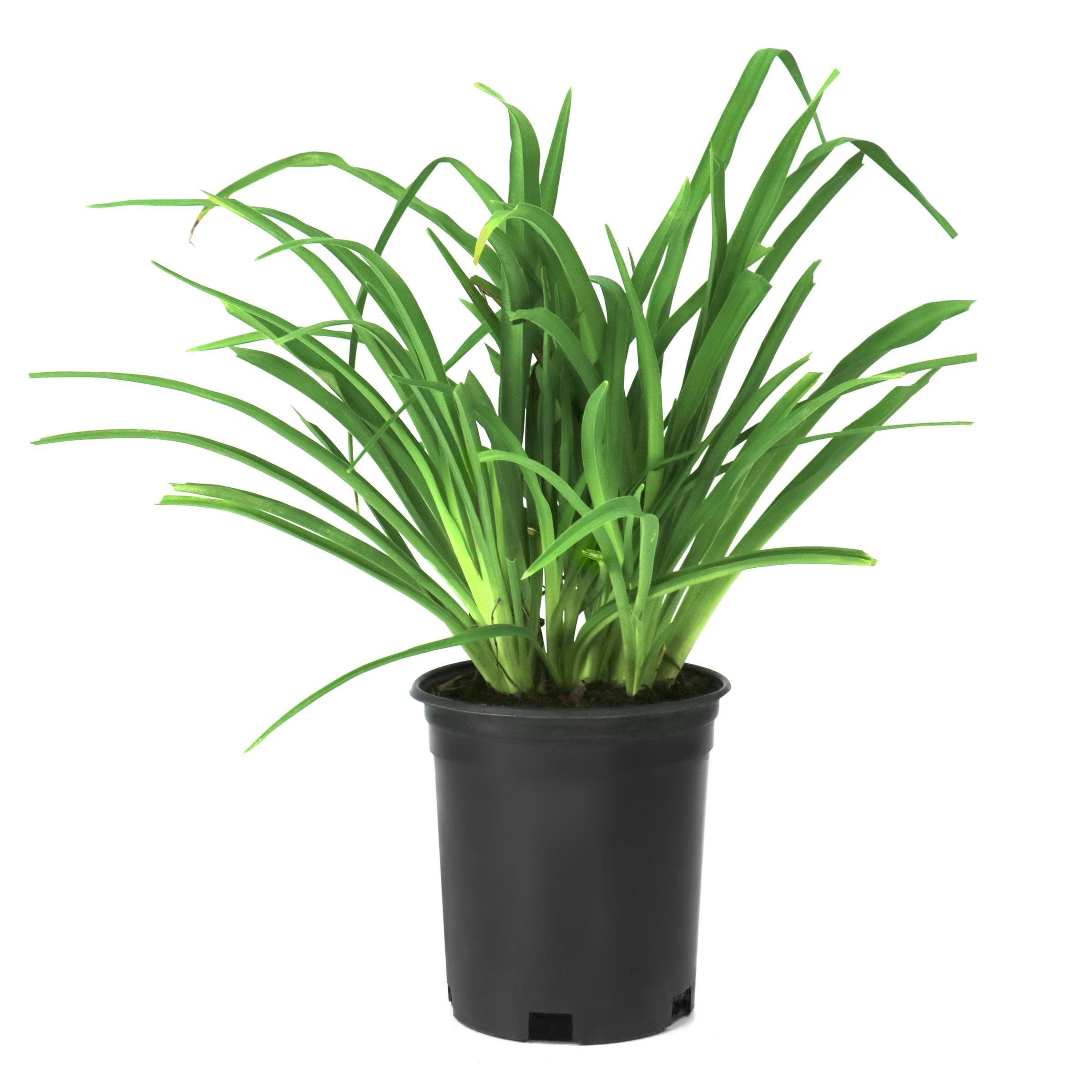 National Plant Network 1 gal. Daylily Rosy Returns Perennial Plant