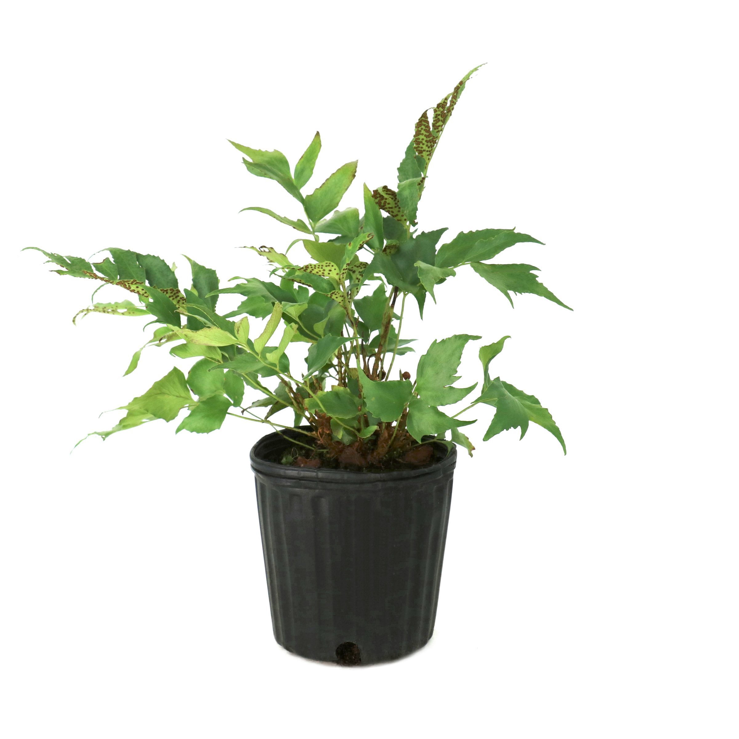 National Plant Network 1 gal. Holly Fern