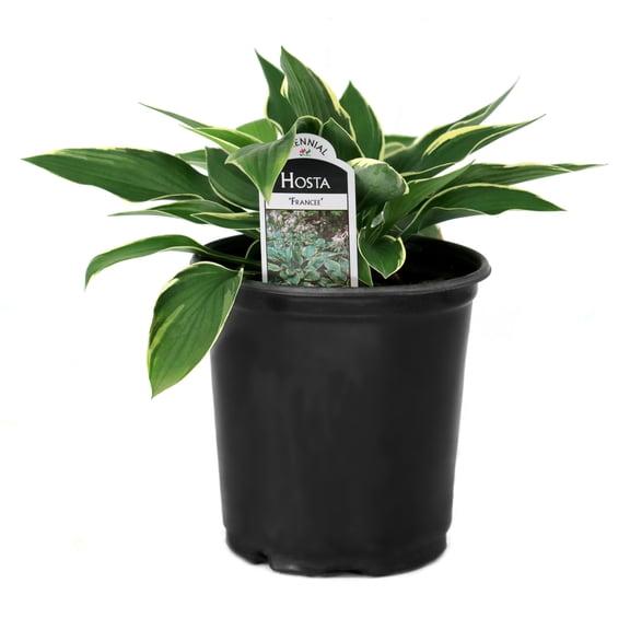 National Plant Network 1 gal. Hosta Francee  Perennial Plant
