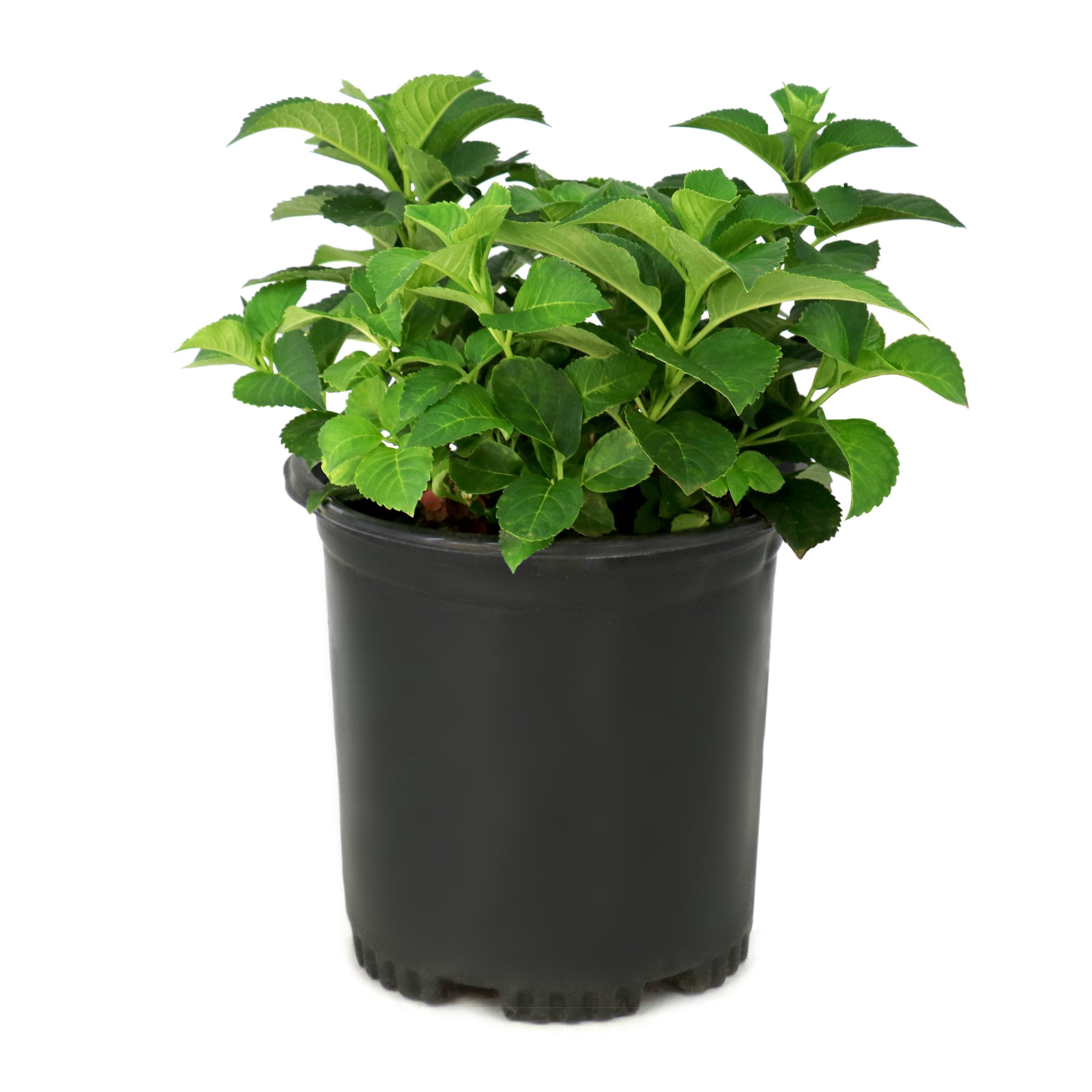 National Plant Network 1 gal. Hydrangea Endless Summer Summer Crush