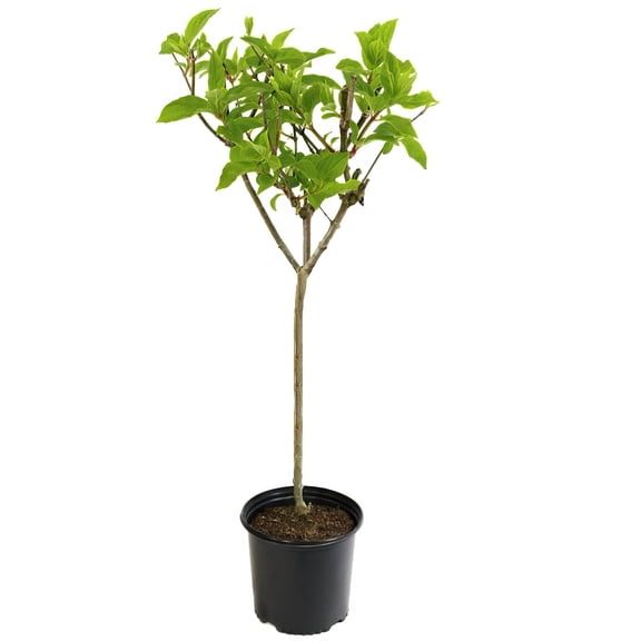 National Plant Network 1 gal. Hydrangea Vanilla Strawberry Tree