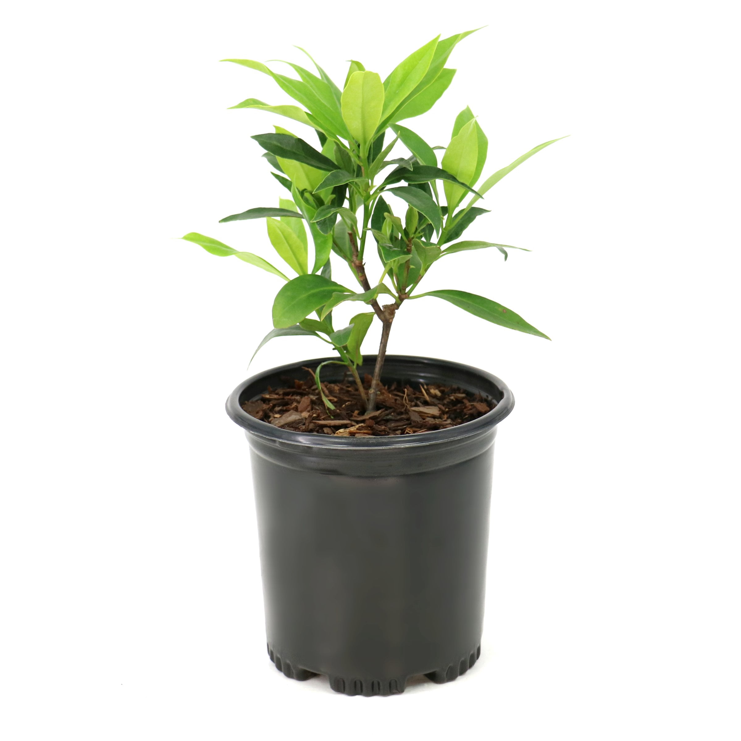 National Plant Network 1 gal. Illicium Star Flower Orion