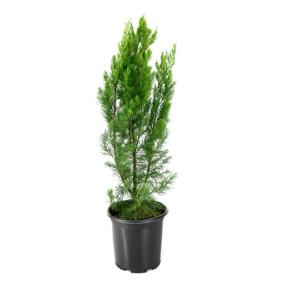 National Plant Network 1 gal. Juniper Brodie Live Shrub