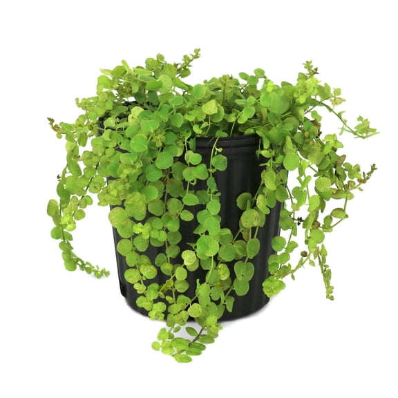 National Plant Network 1 gal. Lysimachia Creeping Jenny Perennial Plant