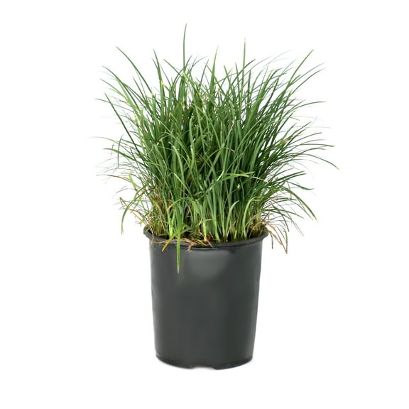 National Plant Network 1 gal. Mondo Grass Plant
