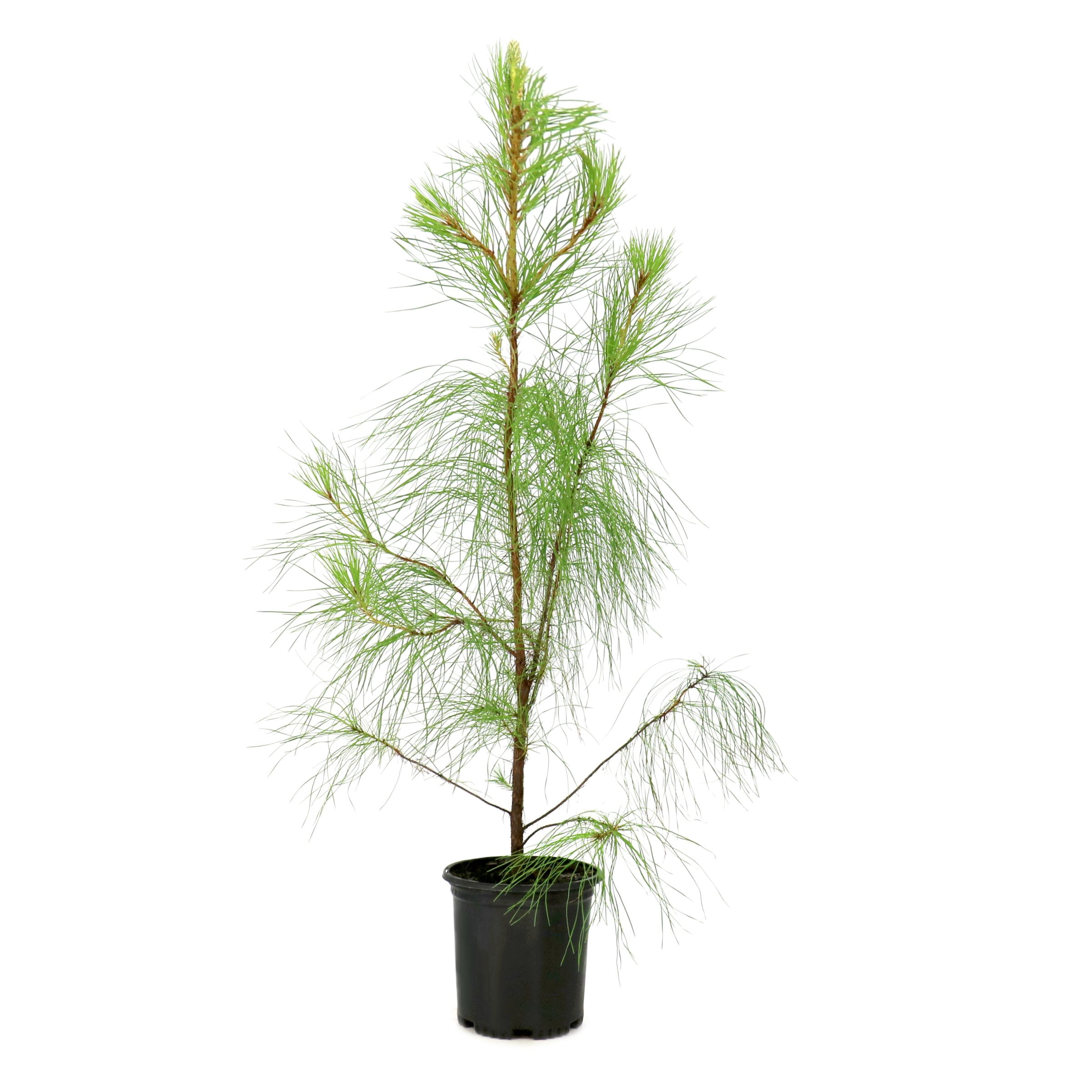 National Plant Network 1 gal. Pinus Loblolly Tree