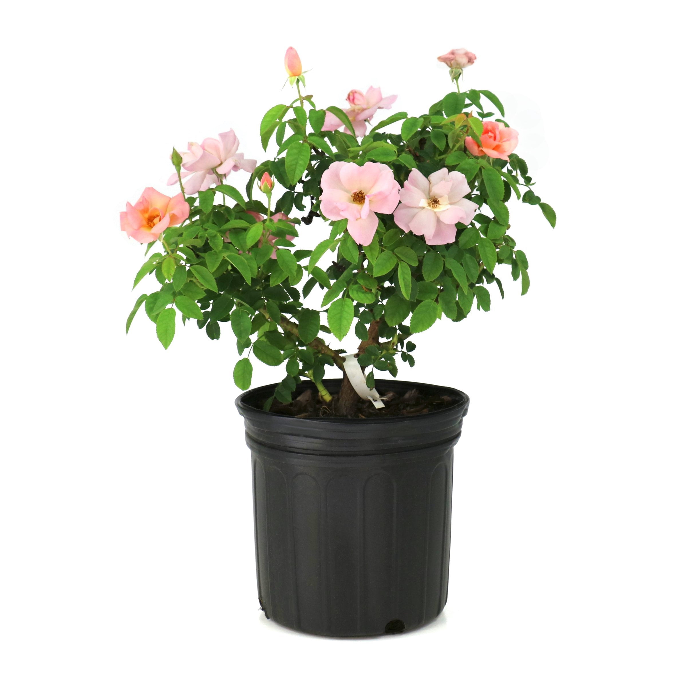 National Plant Network 1 gal. Rose Knockout Peachy