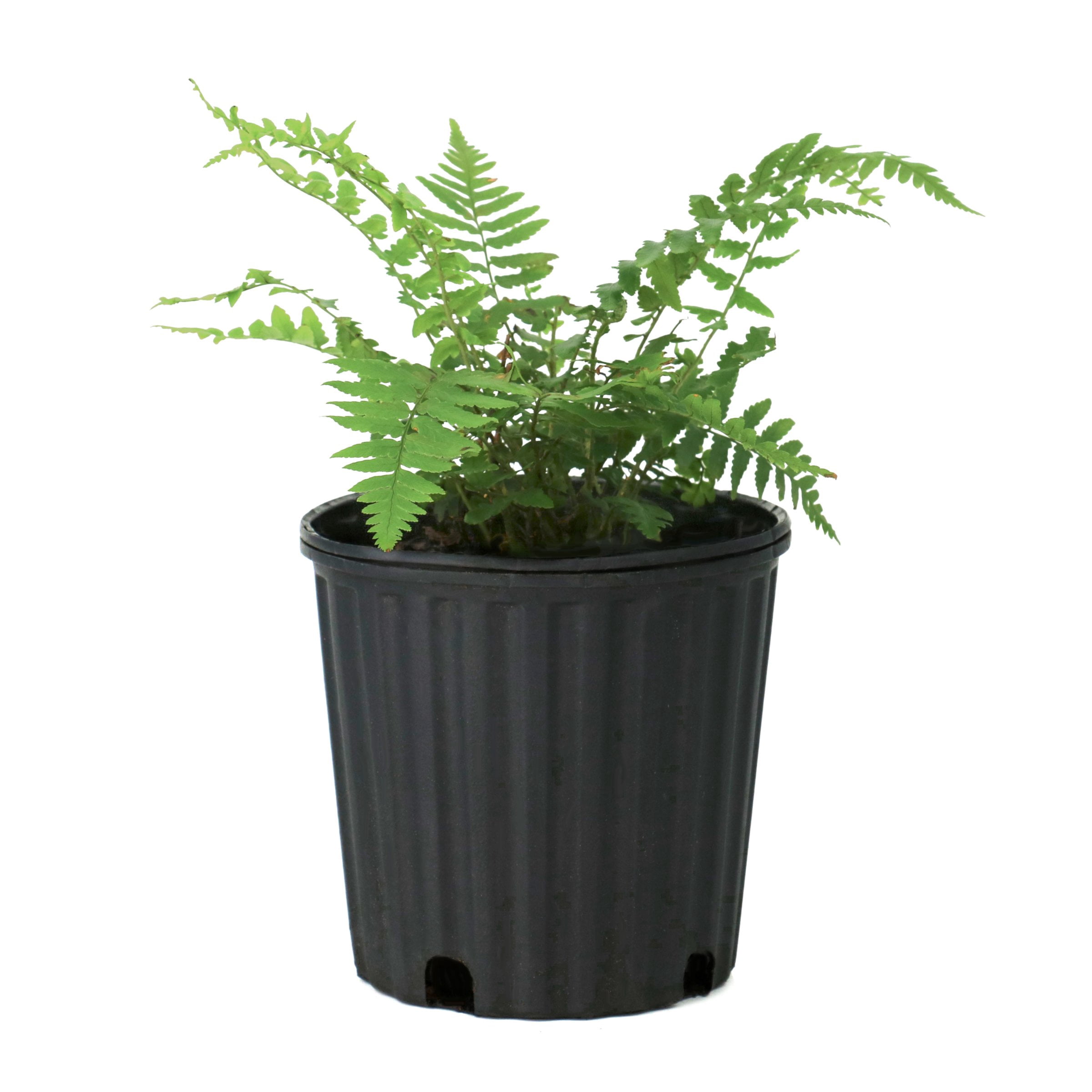 National Plant Network 1 gal. Southern Shield Fern