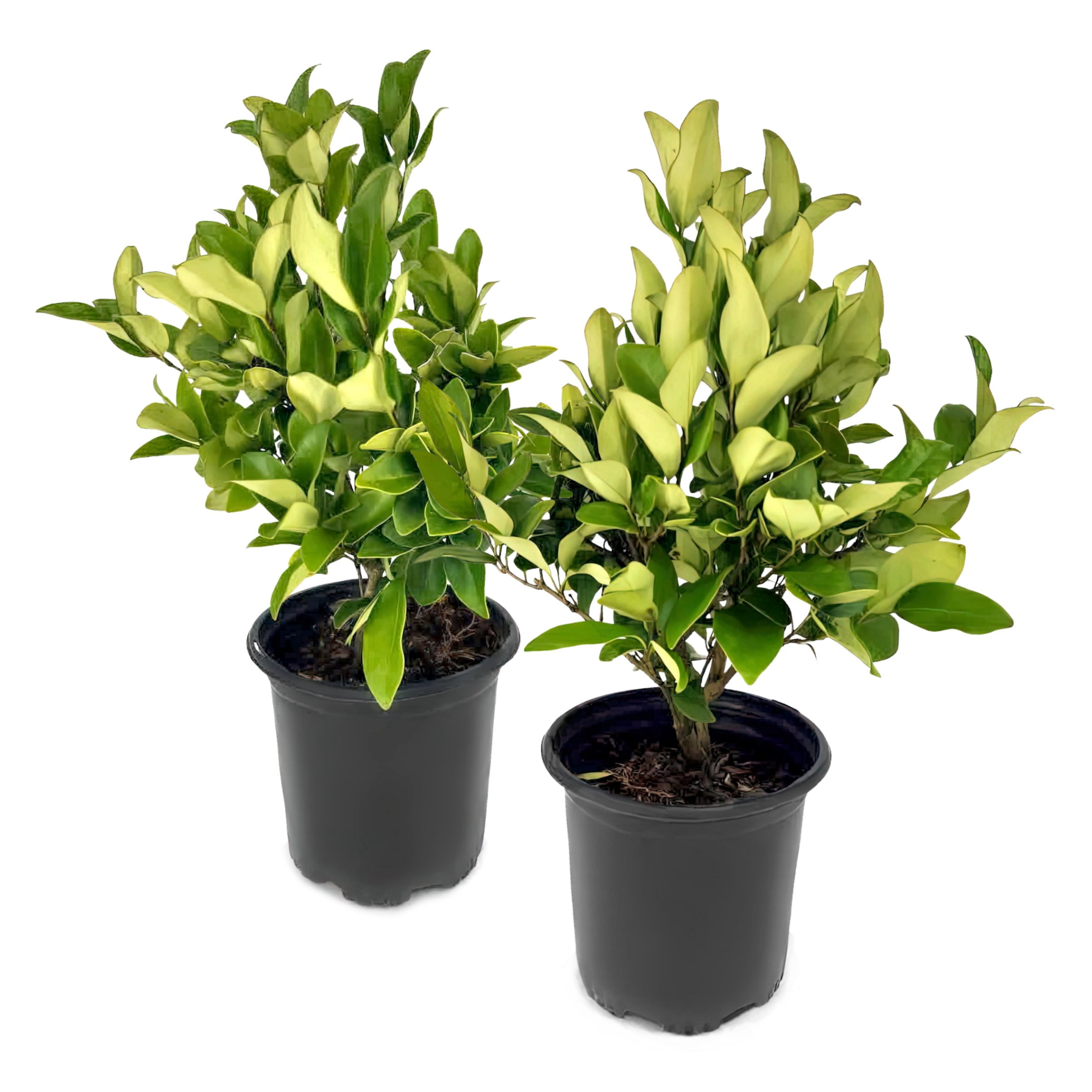 National Plant Network 1 gal. Wax Leaf Ligustrum (2-Pack)