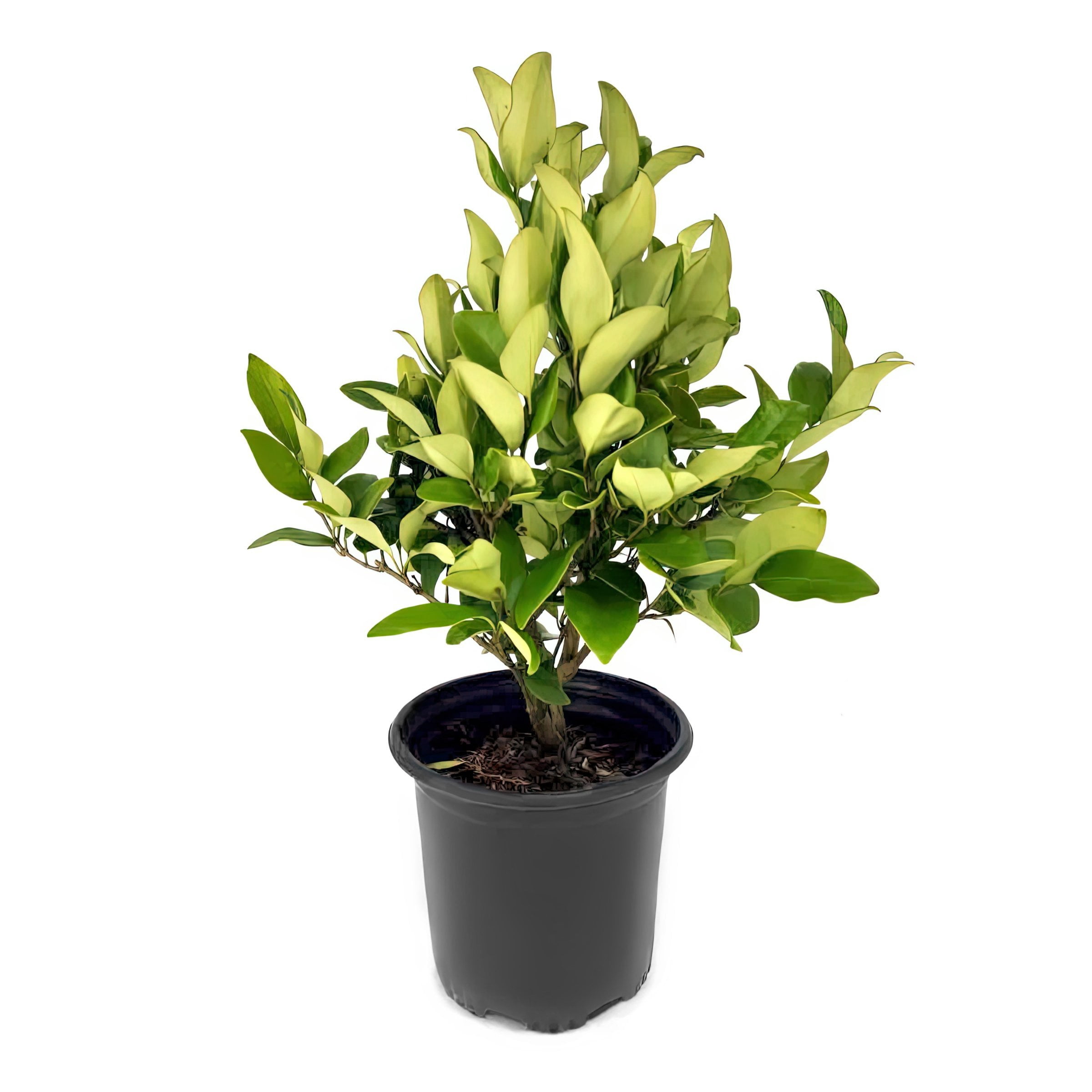 National Plant Network 1 gal. Wax Leaf Ligustrum