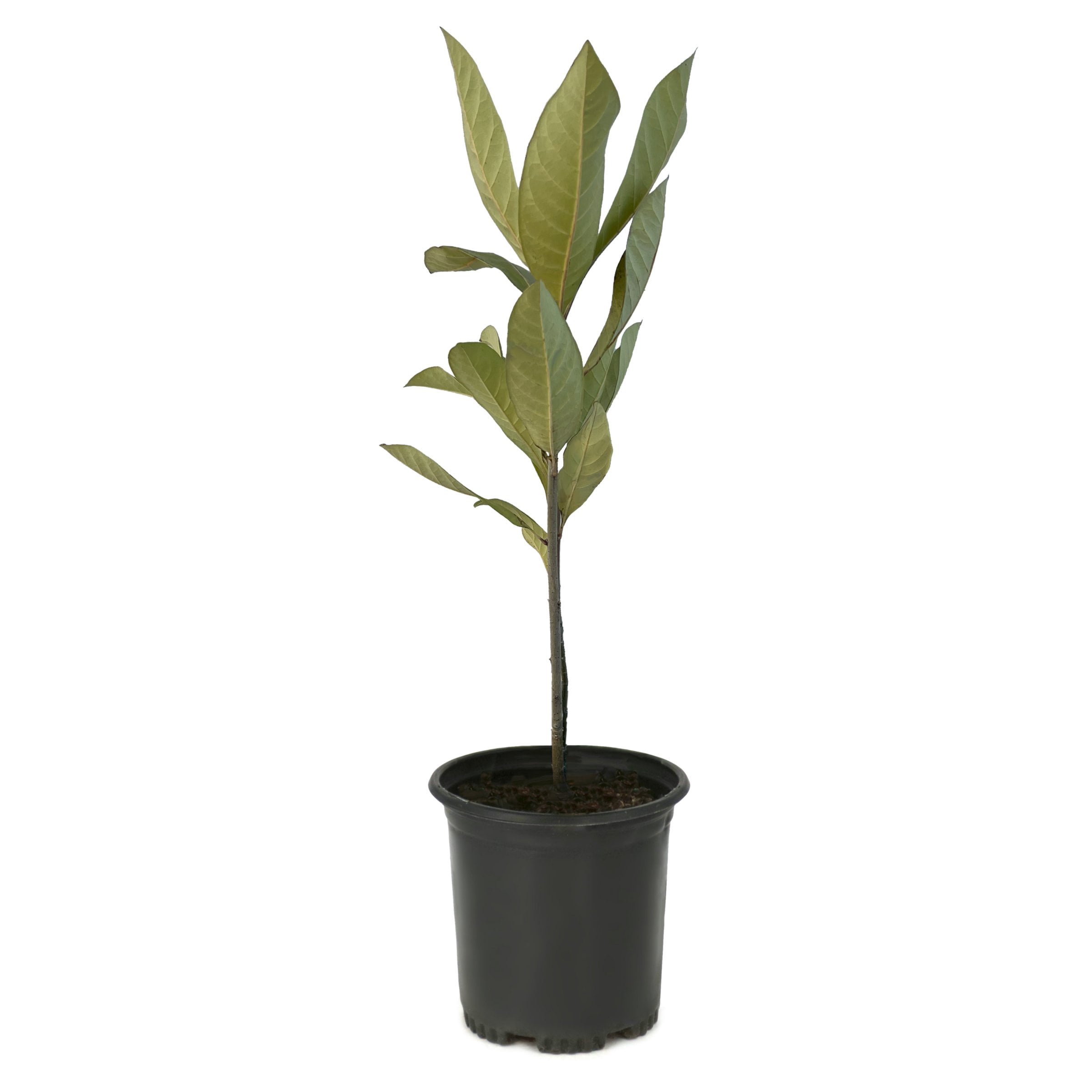 National Plant Network 1 gal. White Fringe Tree