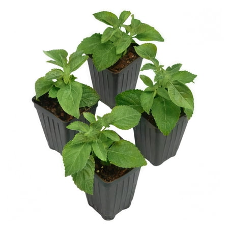 National Plant Network 2.5 in. Lantana Little Lucky Yellow (4-Pack)