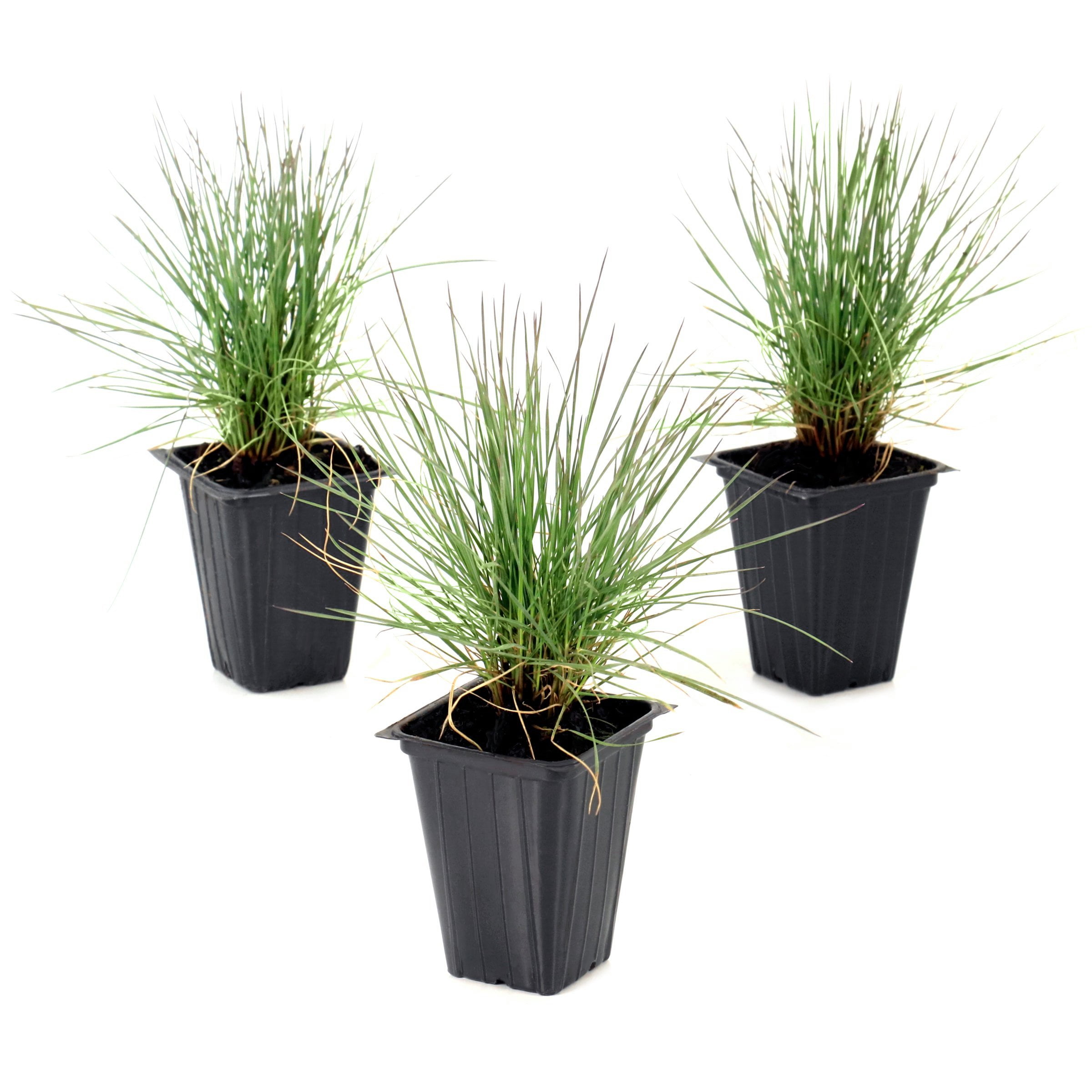 National Plant Network 2.5 in. Pink Muhly (3-Pack)