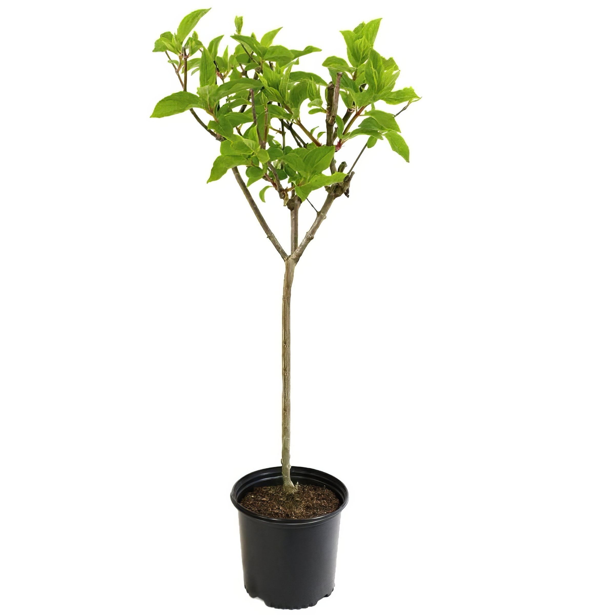 National Plant Network 2 gal. Hydrangea Little Hottie Tree