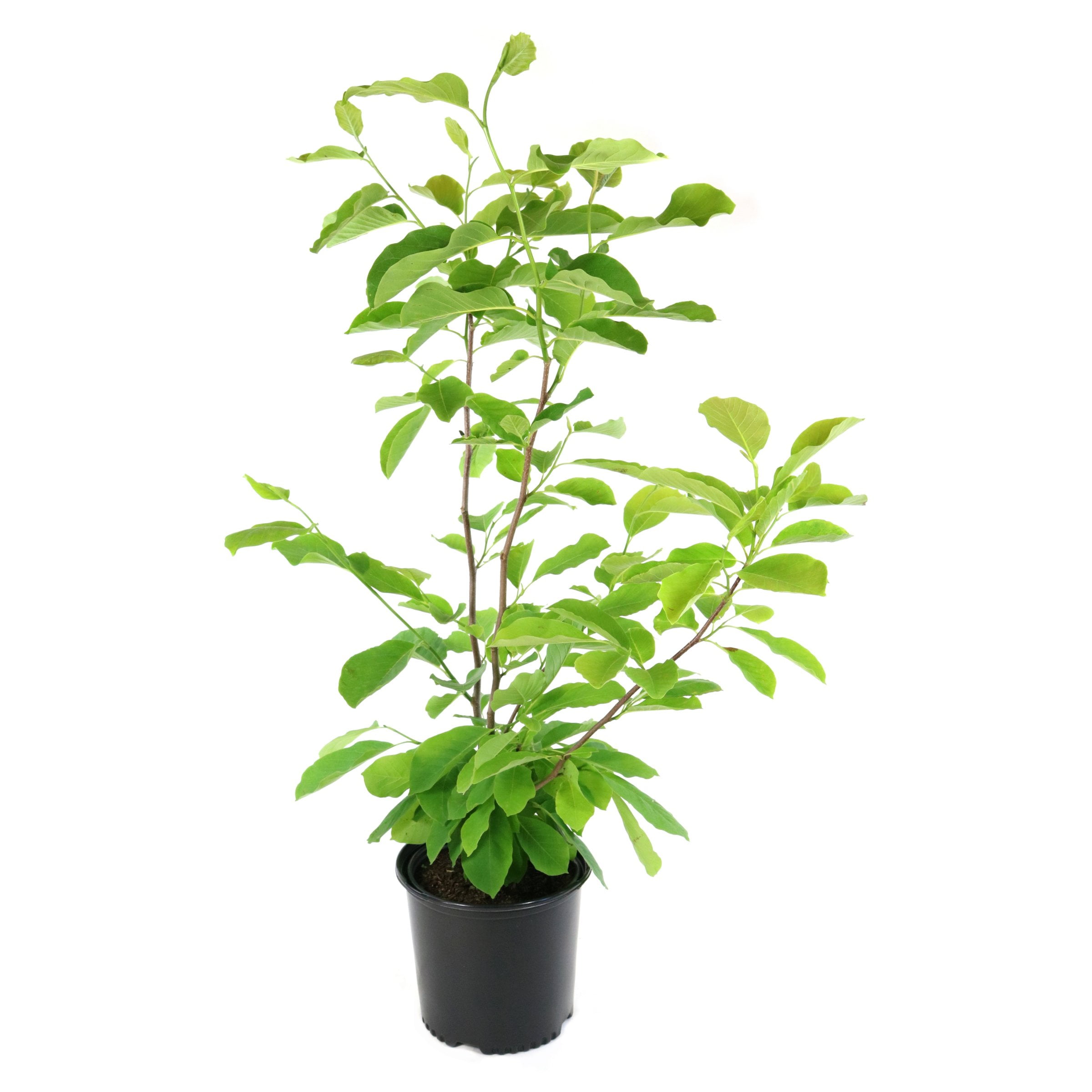 National Plant Network 2 gal. Magnolia Judy Zuk Tree
