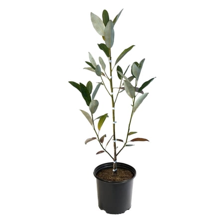 National Plant Network 2 gal. Magnolia Sweetbay Tree