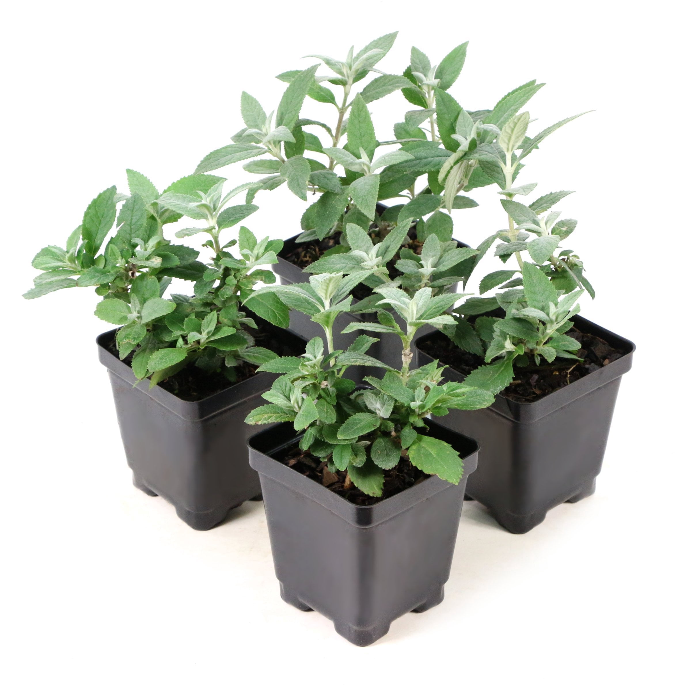 National Plant Network 3.25 in. Buddleia Ivory Buzz (8-Pack)
