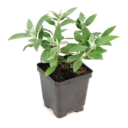 National Plant Network 3.25 in. Buddleia Ivory Buzz