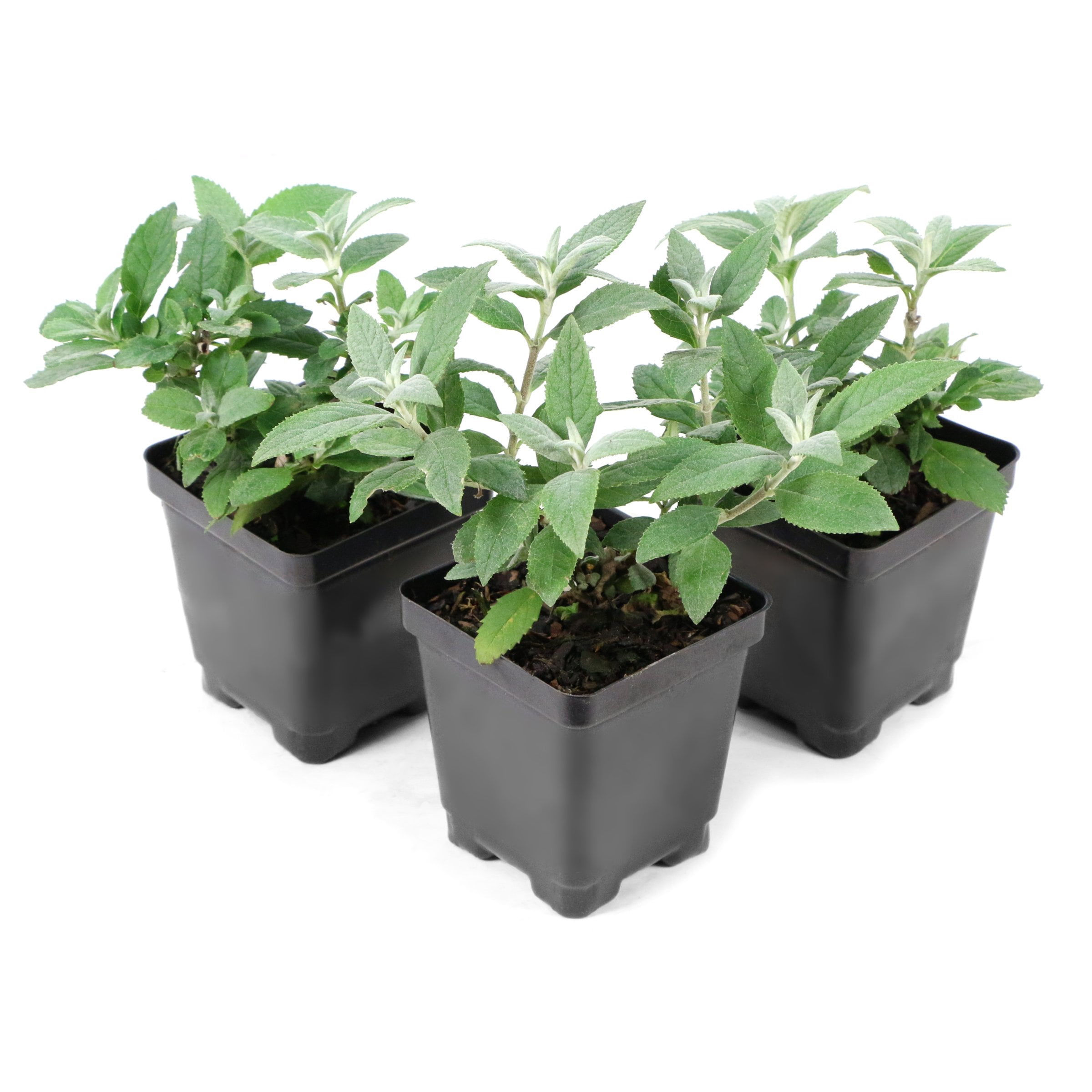 National Plant Network 3.25 in. Buddleia Magenta Buzz (8-Pack)