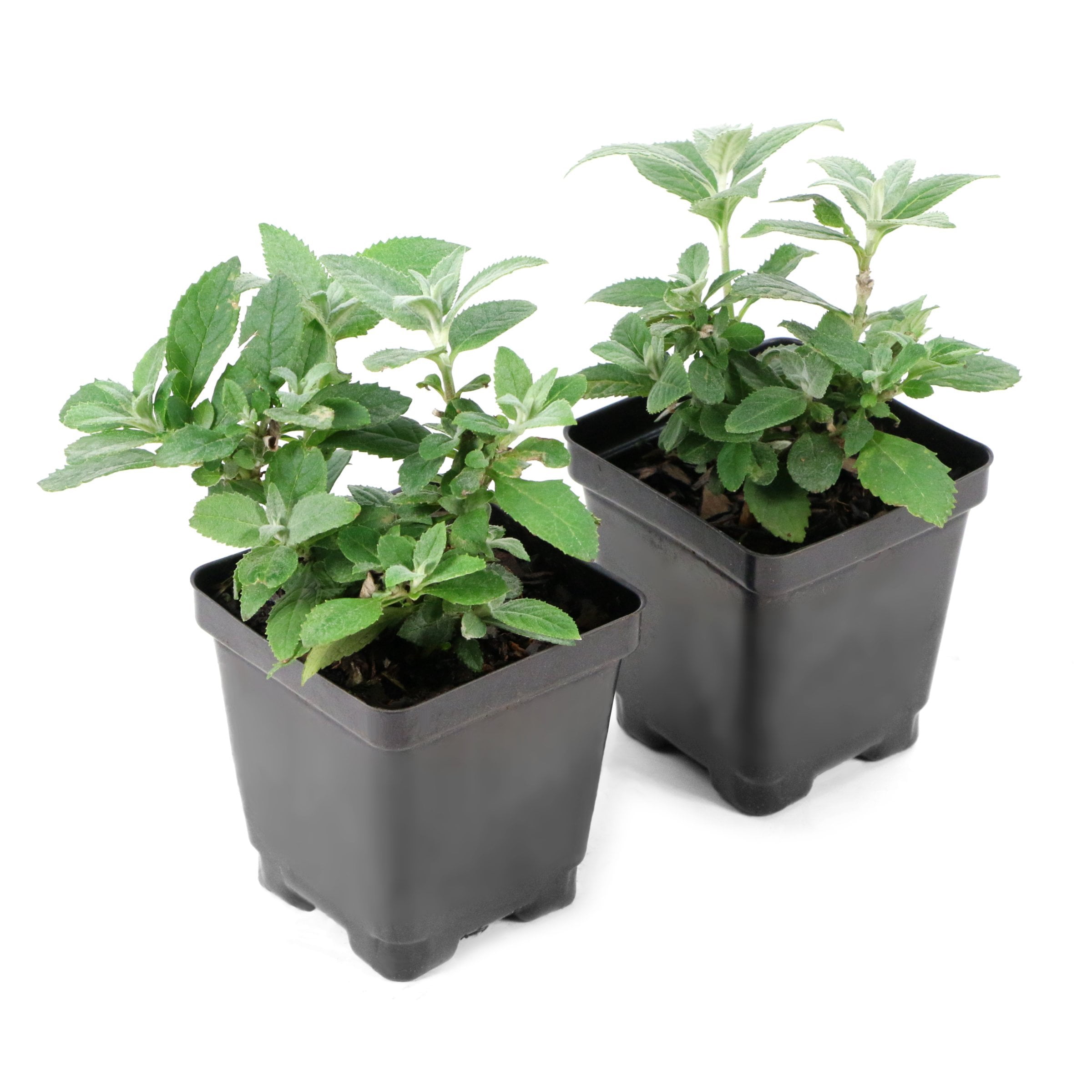 National Plant Network 3.25 in. Buddleia Sky Blue Buzz (4-Pack)