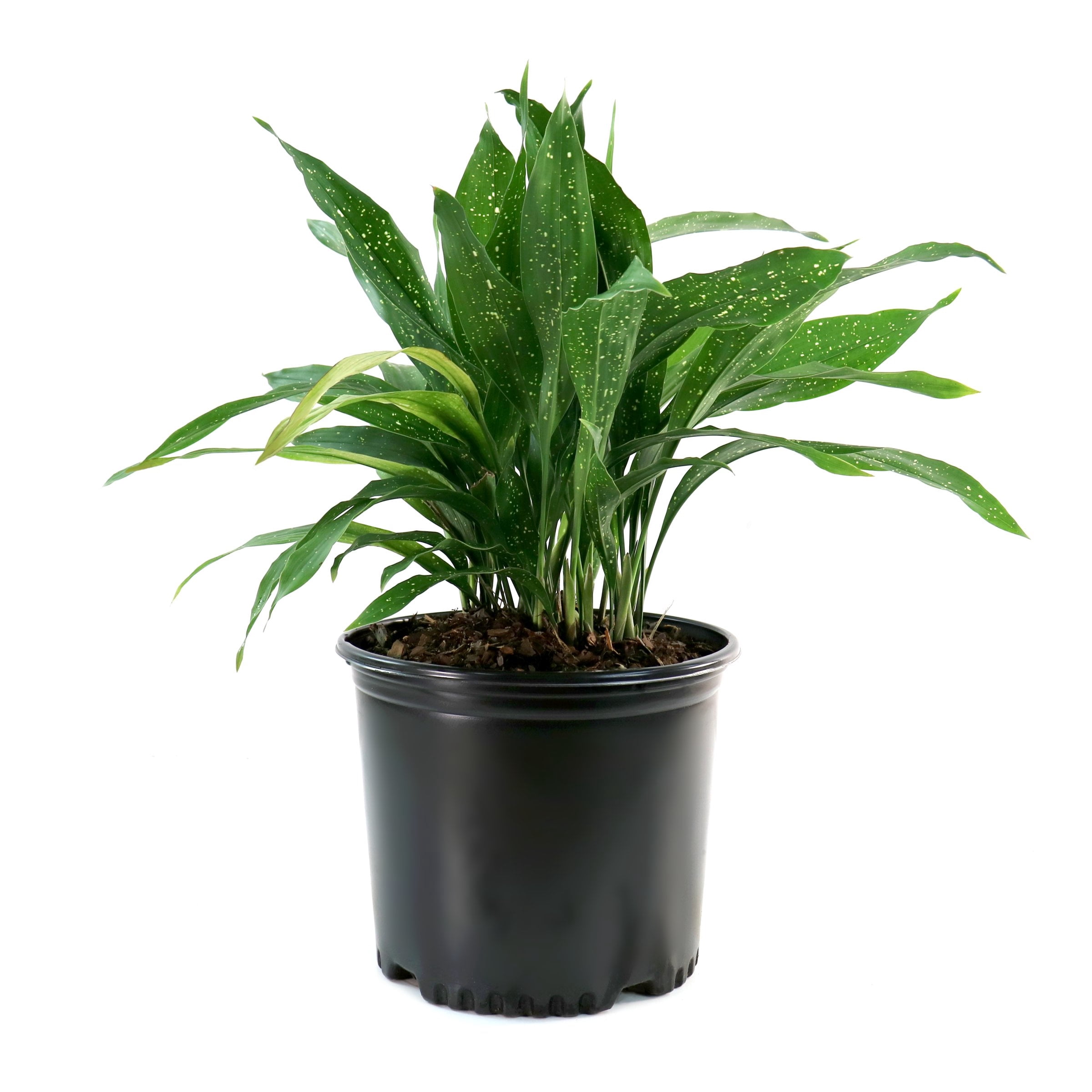 National Plant Network 3 gal. Aspidistra Milky Way Live Plant