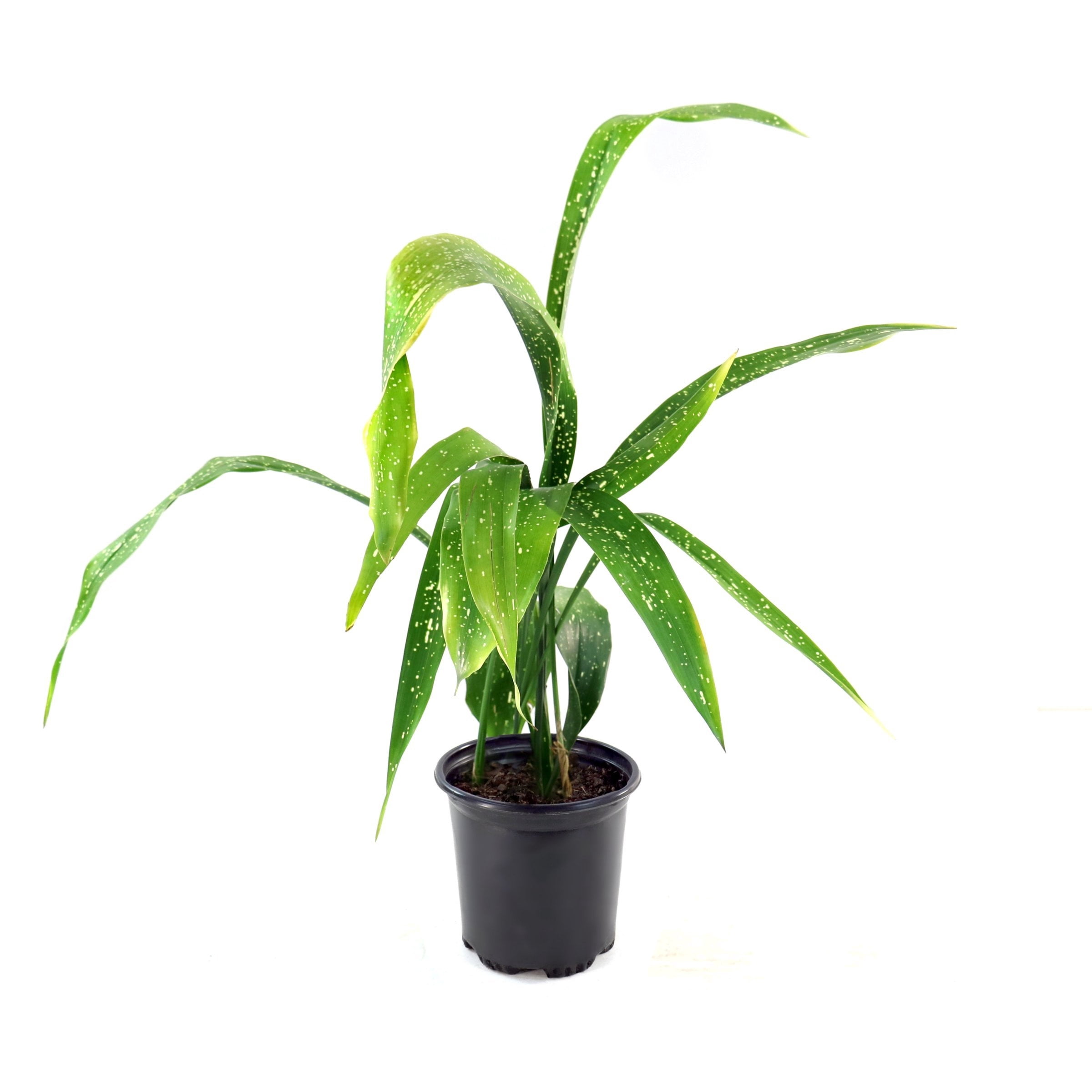 National Plant Network 3 gal. Aspidistra Spek-Tacular Live Plant