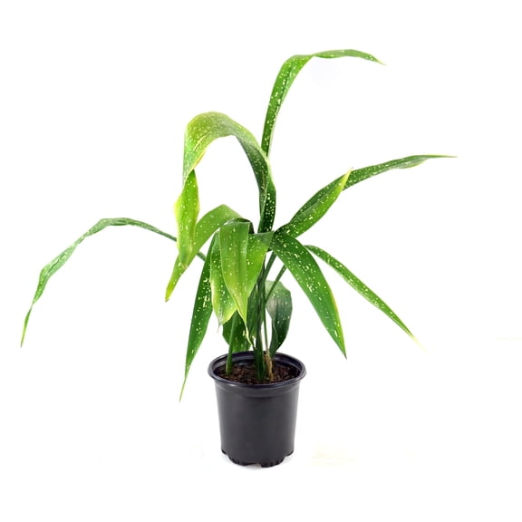 National Plant Network 3 gal. Aspidistra Spek-Tacular Live Plant