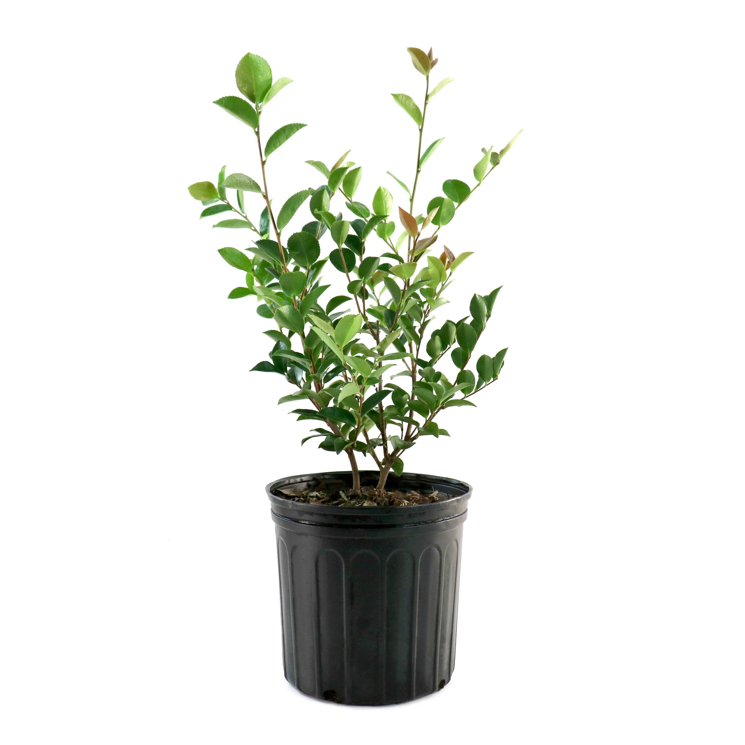 National Plant Network 3 gal. Camellia Kramer Supreme Live Shrub