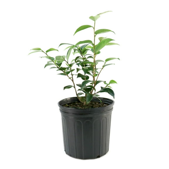National Plant Network 3 gal. Camellia Professor Sergeant Live Shrub