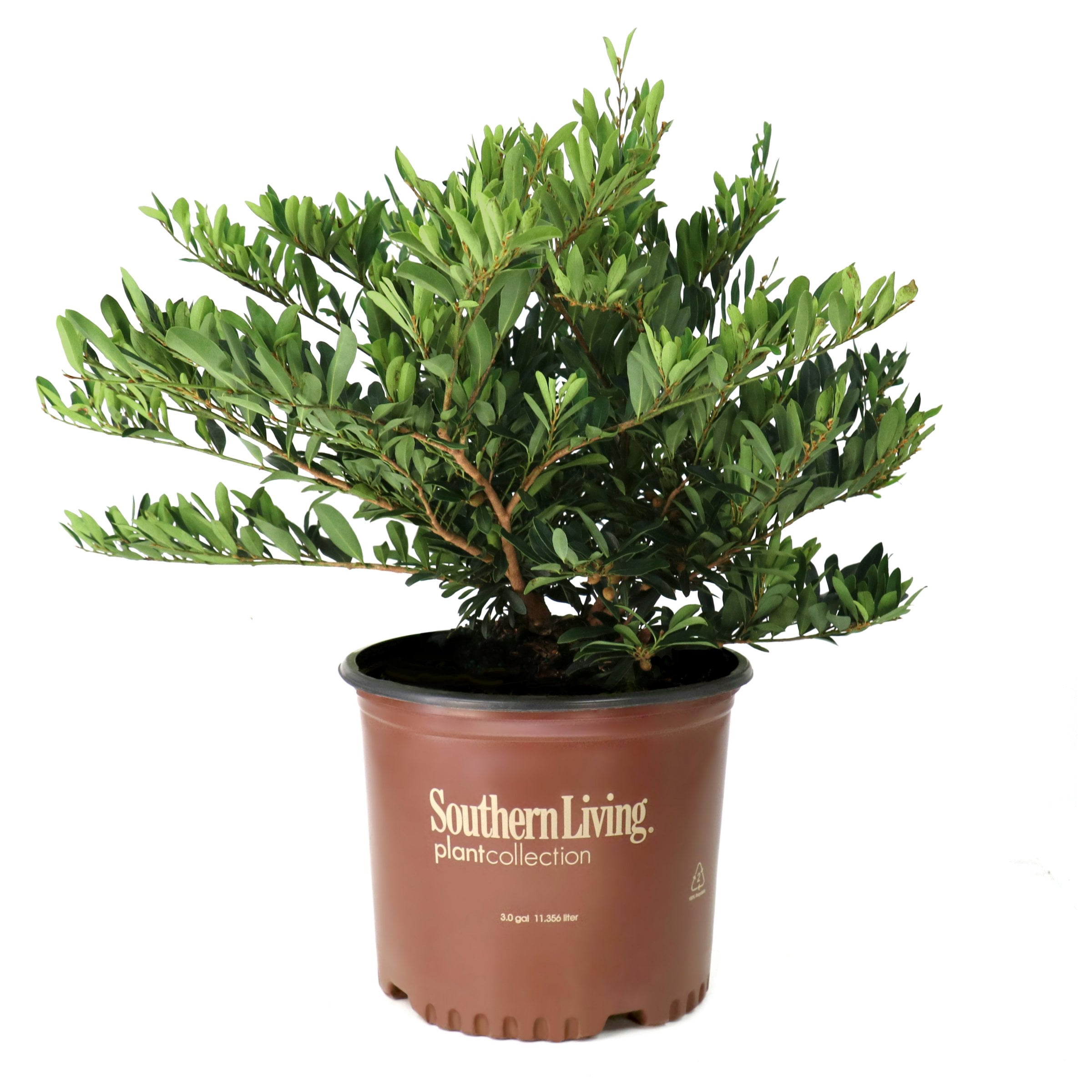 National Plant Network 3 gal. Distylium Cast In Bronze